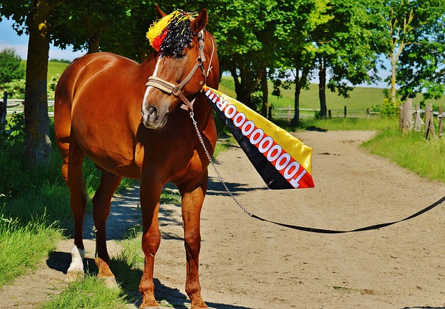 席纳赛尔的 席纳赛尔的